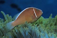 Halsband-Anemonenfisch - Manado - Sulawesi - Indonesien - (c) Armin Trutnau