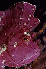 Schaukelfisch - Bunaken - (c) Armin Trutnau