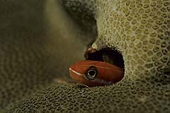 Blaustreifen-Sbelzahnschleimfisch - Pulau Weh - Indonesien - (c) Armin Trutnau