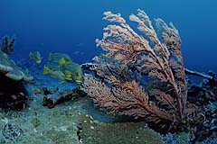 Korallenriff mit Slippen - Komodo - (c) Armin Trutnau