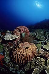 Korallenriff bei Komodo - Indonesien - (c) Armin Trutnau
