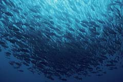 Stachelmakrelen im Schwarm - Pulau Weh - Indonesien - (c) Armin Trutnau