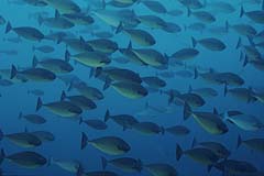 Blauschwanz-Nasendoktorfische im Schwarm - Pulau Weh - Indonesien - (c) Armin Trutnau