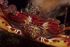 Schwimmkrabbe - Indopazifik - Indonesien - (c) Armin Trutnau