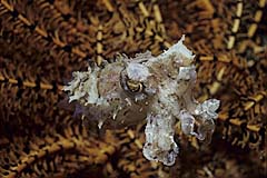 Sepia vor einem Federstern - Sumbawa - Indonesien - (c) Armin Trutnau