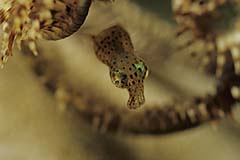 Grossflossen-Riffkalmar - Jungtier in einem Federstern - Pulau Weh - Sumatra - (c) Armin Trutnau