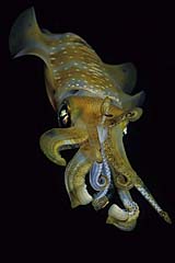 Groflossen-Riffkalmar - Kalmar - Pulau Weh - Indonesien - (c) Armin Trutnau