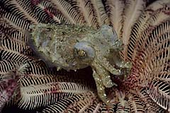 Sepie auf einem Federstern - Sulawesi - Indonesien - (c) Armin Trutnau