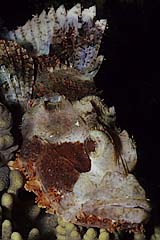 Fransendrachenkopf - Indopazfik - Indonesien - (c) Armin Trutnau