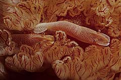 Imperatorgarnelen auf einer Spanischen Tnzerin - Manado - Sulawesi - (c) Armin Trutnau