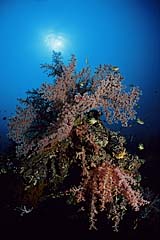 Weichkorallen am Wrack der Liberty - Tulamben - Bali - (c) Armin Trutnau