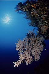 Gorgonie am Wrack der USAT Liberty - Tulamben - Bali - (c) Armin Trutnau