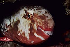 Papageifisch - Tulamben - Bali - (c) Armin Trutnau