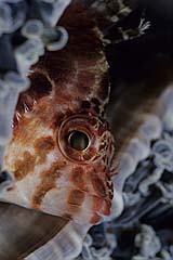 Kurznasenbschelbarsch - Manado - Indonesien - (c) Armin Trutnau