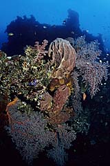 Wrack der USAT Liberty - Tulamben - Bali - Indonesien - (c) Armin Trutnau