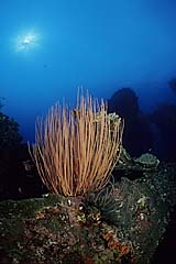 Besengorgonien auf dem Wrack der Liberty - Tulamben - Bali - Indonesien - (c) Armin Trutnau
