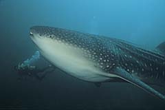 Walhai mit Taucher - Pulau Weh - Sumatra - Indonesien - (c) Armin Trutnau