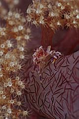 Porzellankrebs auf einer Weichkoralle - Manado - Sulawesi - (c) Armin Trutnau