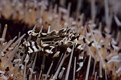 Gestreifte Seeigelkrabbe - Indopazifik - Indonesien - (c) Armin Trutnau