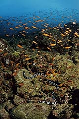 Rifflandschaft mit Seekobra - Pulau Weh - Indonesien - (c) Birgit Trutnau