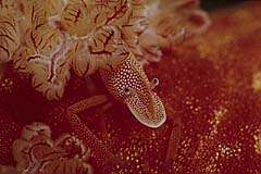 Imperatorgarnele auf einer Spanischen Tnzerin - Sulawesi - Indonesien - (c) Birgit Trutnau