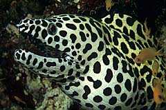 Juvenile Groe Netzmurne - Pulau Weh - Indonesien - (c) Birgit Trutnau