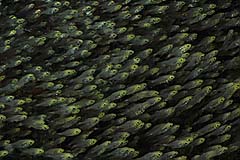 Glasfische im Schwarm - Pulau Weh - Indonesien - (c) Birgit Trutnau