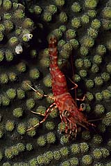 Genetzte Tanzgarnele - Indopazifik - (c) Birgit Trutnau