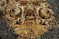 Marmorierter Himmelsgucker - Sulawesi - Indonesien - (c) Birgit Trutnau