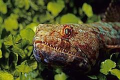 Riff-Eidechsenfisch - Bunaken - Indonesien - (c) Birgit Trutnau