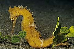 Dorniges Seepferdchen - Sulawesi - Indonesien - (c) Birgit Trutnau