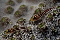 Dreiflossen-Schleimfisch auf Steinkoralle - Bunaken - Indonesien - (c) Birgit Trutnau