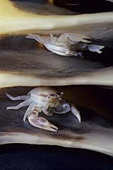 Porzellankrebse in einer Seefeder - Manado - Sulawesi - Indonesien - (c) Birgit Trutnau