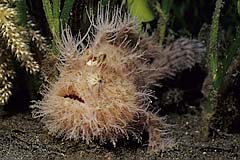 Zottiger Anglerfisch - Manado - Indonesien - (c) Birgit Trutnau