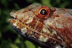 Eidechsenfisch - Bunaken - Indonesien - (c) Birgit Trutnau