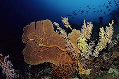 Korallenriff am Canyon - Pulau Weh - Sumatra - (c) Birgit Trutnau