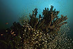 Rifflandschaft mit Glasfischen - Pulau Weh - Indonesien - (c) Birgit Trutnau