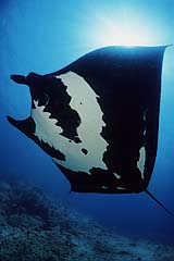 Manta - Pazifik - (c) Birgit Trutnau