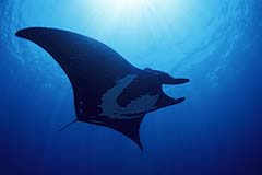 Manta - Pazifik - (c) Birgit Trutnau