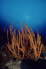 Besengorgonien - Pulau Weh - Indonesien - (c) Birgit Trutnau