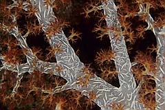 Weichkoralle - Pulau Weh - Indonesien - (c) Birgit Trutnau