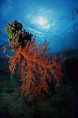 Kunzingers Weichkoralle - Aqaba - Jordanien -  (c) Armin Trutnau