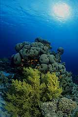 Korallengarten - Aqaba - Jordanien - (c) Armin Trutnau