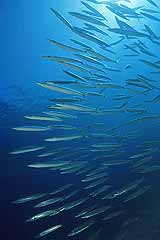 Jellow Barrakuda - Safaga - gypten - Rotes Meer - (c) Armin Trutnau