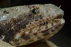 Sand-Eidechsenfisch - Aqaba - Jordanien - (c) Armin Trutnau