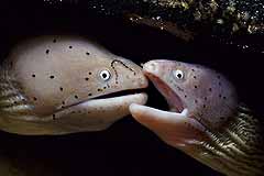 Graue Murnen - Aqaba - Jordanien - (c) Armin Trutnau