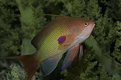 Fahnenbarsch - Aqaba - Jordanien - (c) Armin Trutnau