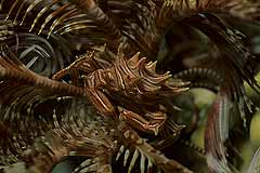 Krebs im Federstern - Safaga - gypten - (c) Armin Trutnau