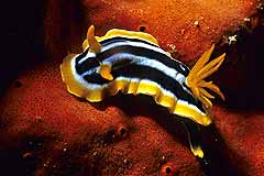 Nacktschnecke - Hurghada - gypten - (c) Armin Trutnau