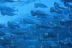 Grossmaulmakrelen - Coral Garden, Safaga - gypten - (c) Armin Trutnau